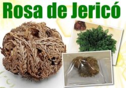 ROSA DE JERICÓ